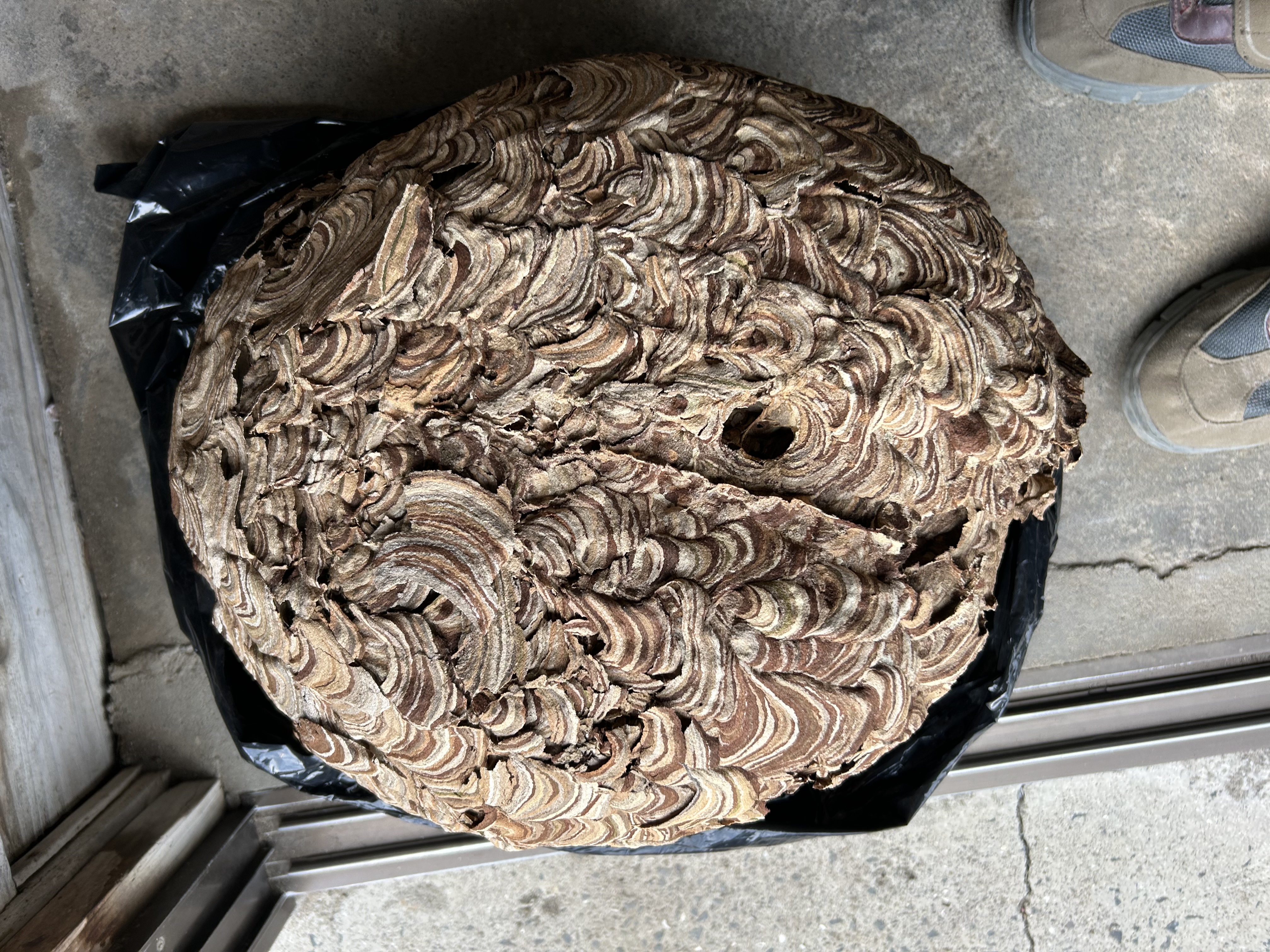 看護師日記「ハチの巣？！」 | 鹿児島市の内科・がん治療 さくらクリニック